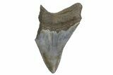 Partial, Fossil Megalodon Tooth - South Carolina #181147-1